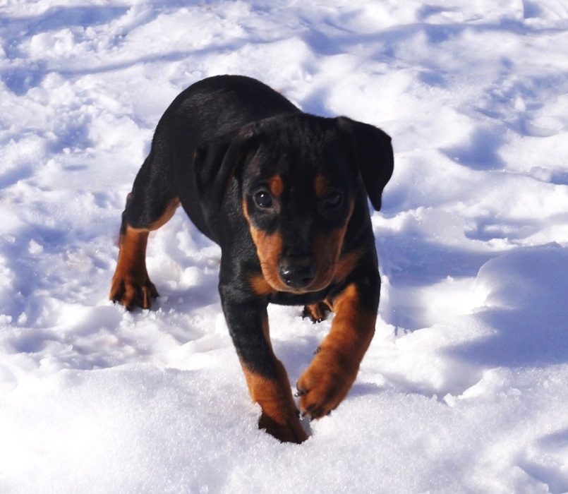 Pinscher * Xélanc Charming Companion 8 veckor